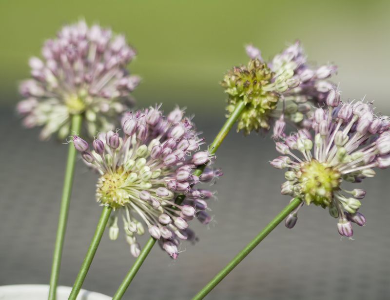 landscape design garden