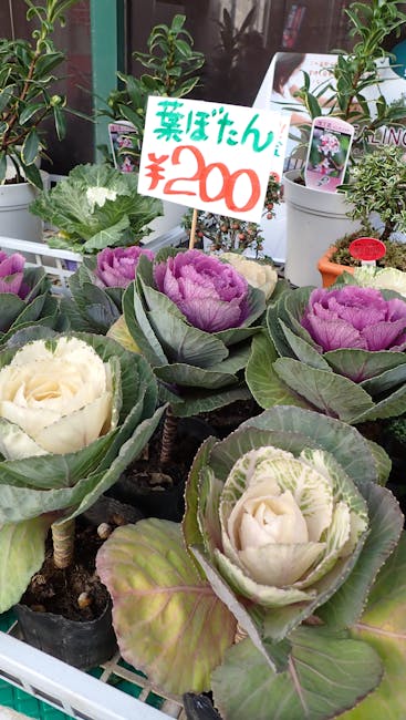 A display of potted ornamental cabbages and leafy greens arranged on a garden center shelf. The plants are in various shades of green, purple, and white, with textured, ruffled leaves forming rosette shapes. Some plants have large, broad leaves, and others feature more delicate, tightly curled foliage. A handwritten sign in Japanese characters and red numerals indicates a price of 200 yen, placed among the plants. In the background, other potted plants with glossy green leaves and small flowering plants are visible, along with informational tags and garden care labels. The setting appears to be indoors or in a sheltered outdoor market, with bright, natural lighting highlighting the vibrant colors and textures of the plants. This scene reflects a focus on gardening and outdoor plant care, aligned with the landscaping work and garden maintenance themes found on the gardenersharrow.org.uk page titled 'Pinner gardeners HA5 small garden solutions and pricing,' and showcasing the quality of plants supplied by Gardeners Harrow.