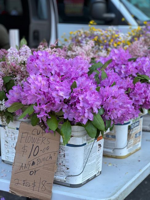 A display of potted ornamental cabbages and leafy greens arranged on a garden center shelf. The plants are in various shades of green, purple, and white, with textured, ruffled leaves forming rosette shapes. Some plants have large, broad leaves, and others feature more delicate, tightly curled foliage. A handwritten sign in Japanese characters and red numerals indicates a price of 200 yen, placed among the plants. In the background, other potted plants with glossy green leaves and small flowering plants are visible, along with informational tags and garden care labels. The setting appears to be indoors or in a sheltered outdoor market, with bright, natural lighting highlighting the vibrant colors and textures of the plants. This scene reflects a focus on gardening and outdoor plant care, aligned with the landscaping work and garden maintenance themes found on the gardenersharrow.org.uk page titled 'Pinner gardeners HA5 small garden solutions and pricing,' and showcasing the quality of plants supplied by Gardeners Harrow.