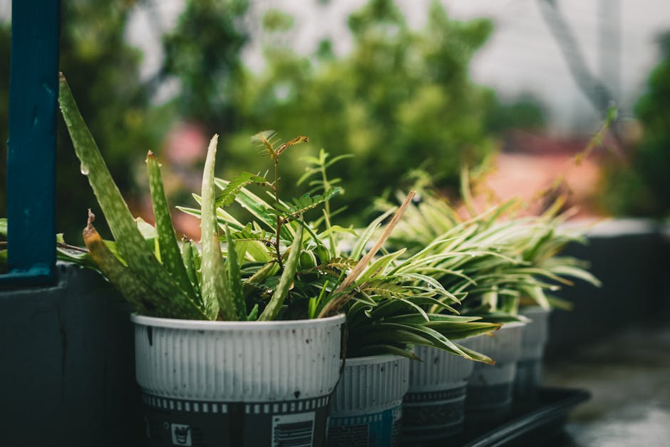 A row of potted plants on a balcony railing, featuring a variety of foliage including aloe vera with spiky, thick green leaves, and other leafy plants with long, narrow, and variegated leaves. The pots are made of white plastic with black and blue decorative patterns, placed on a flat surface. In the background, a blurred view of lush green trees and rooftops can be seen, indicating an outdoor garden or balcony setting during daylight conditions. The scene captures elements of garden maintenance and outdoor plant care, consistent with services offered by Gardeners Harrow, focusing on small yard planting and care. The surface appears slightly damp, suggesting recent watering or moist soil, and the natural lighting highlights the textures and vibrant greenery of the plants.
